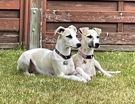 227874414_371550521206203_2313517960779347782_n